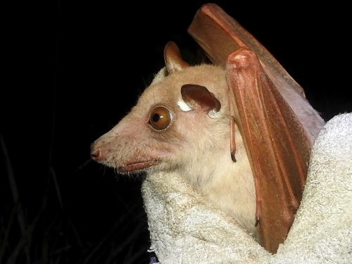 Peters's Epauletted Fruit Bat