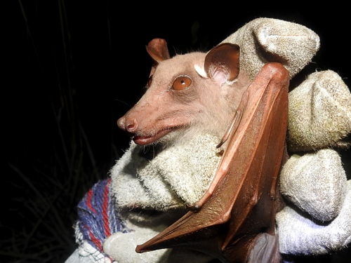 Dobson's Epauletted Fruit Bat