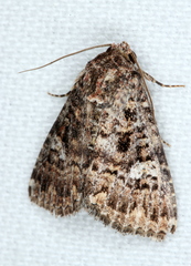 Condica aroana