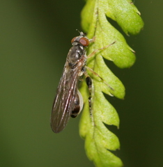 Sphegina