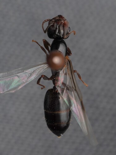 Crematogaster depilis