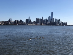 Branta canadensis