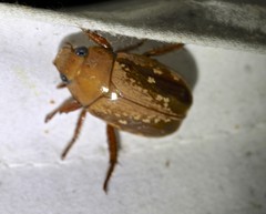 Anoplognathus concolor