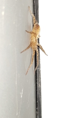 Anyphaena accentuata