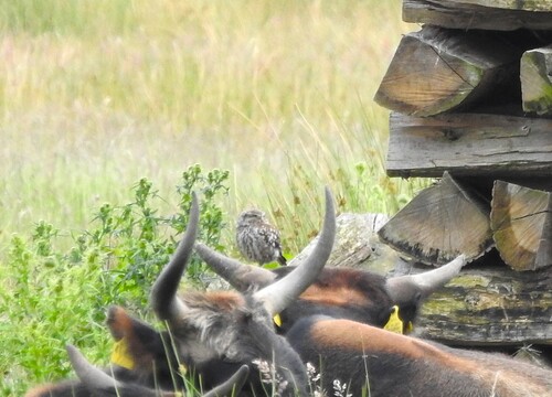View observation of {o.common_name} on iNaturalist