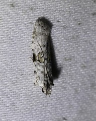 Hypatima simulacrella