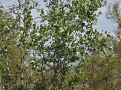 Crataegus collina