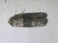 Calathusa hypotherma