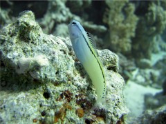 Red Sea Mimic Blenny photo 3