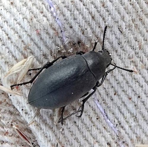 Lobometopon fusiforme