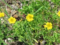 Oxalis texana