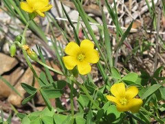 Oxalis texana