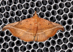 Corgatha ancistrodes