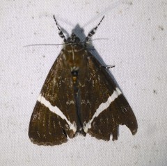 Coenotoca subaspersa