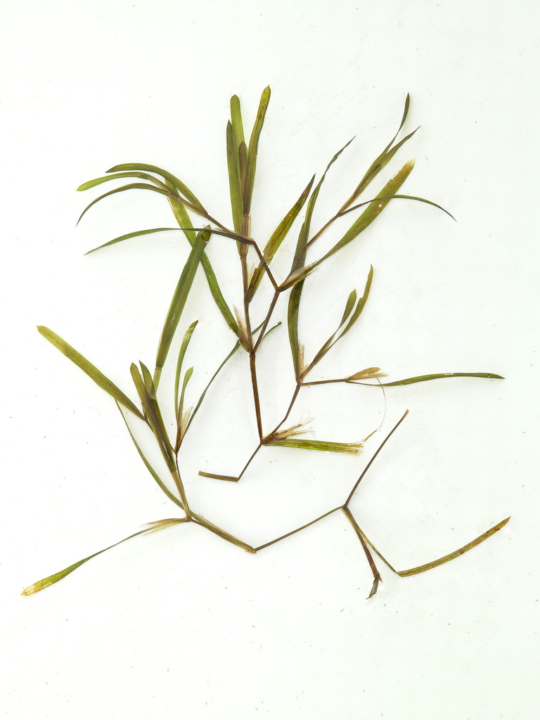 Sharp-leaved Pondweed