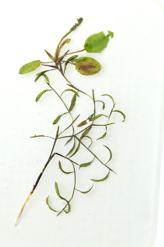 Potamogeton gramineus L.