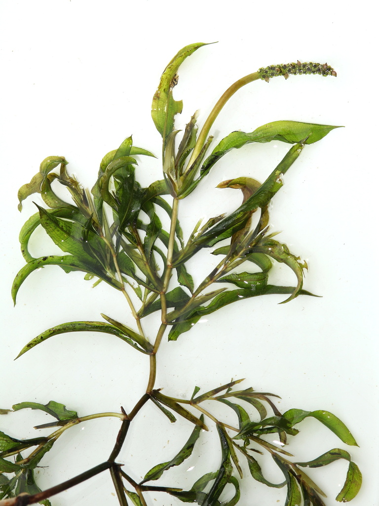 Potamogeton × angustifolius