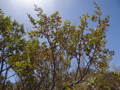 Larrea cuneifolia