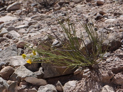 Senna crassiramea