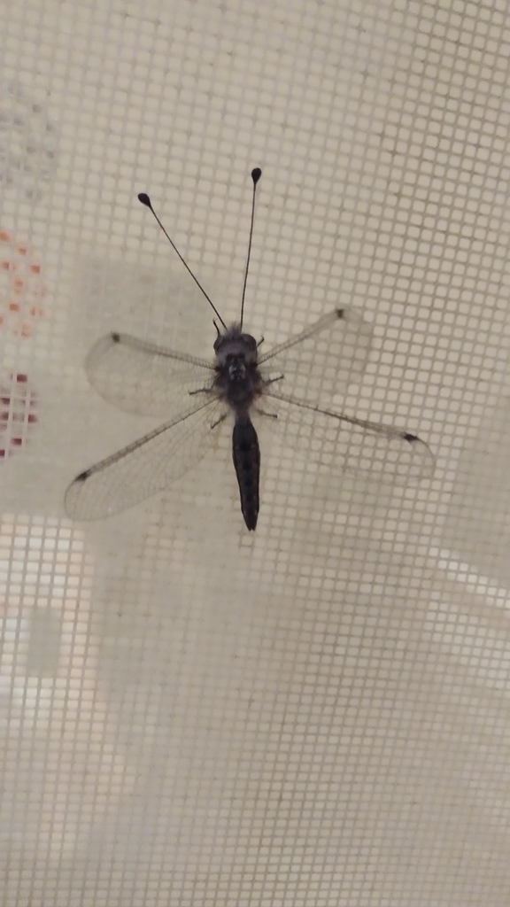 Bubopsis agrionoides