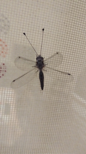 Ascalaphon agrion