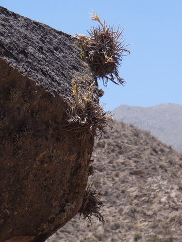Tillandsia xiphioides, photograph 6