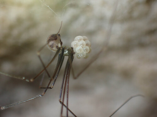 Cave Daddylonglegs