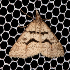 Dichromodes atrosignata