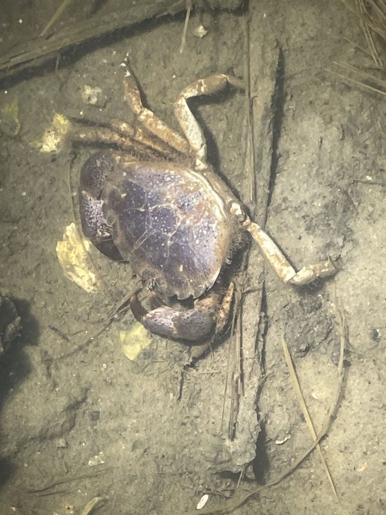 salt marsh mud crab