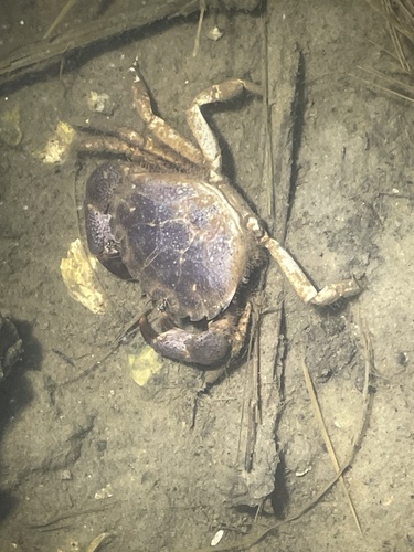salt marsh mud crab