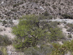 Prosopis chilensis