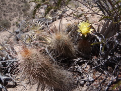 Trichocereus huascha