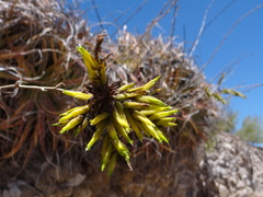 Deuterocohnia haumanii