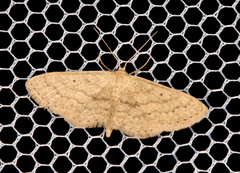 Scopula hypochra