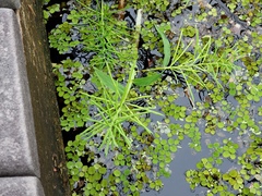 Paspalum repens