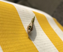 Pycnopalpa bicordata