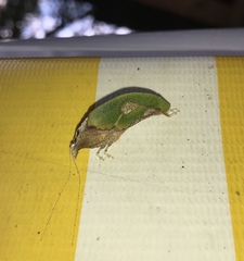 Pycnopalpa bicordata