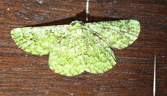 Aeolochroma viridicata