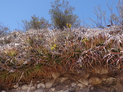 Deuterocohnia haumanii