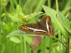 Adelpha corcyra