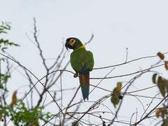 Primolius auricollis