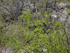 Prosopis chilensis
