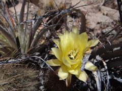 Trichocereus huascha