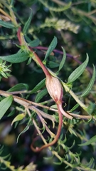 Neolasioptera convolvuli