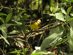 Myioborus ornatus