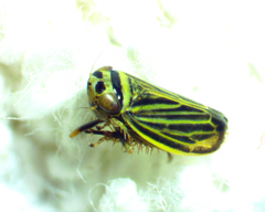 Amblysellus curtisii