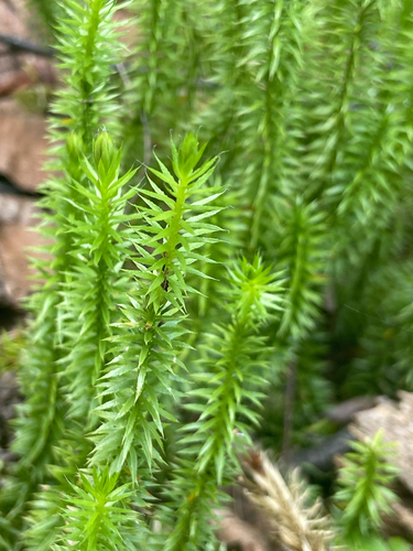 interrupted clubmoss