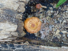 Fungi