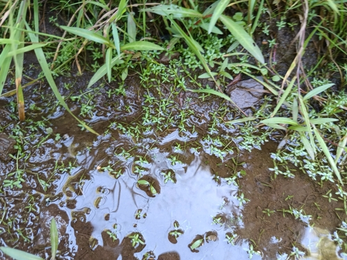 Intermediate Water-Starwort (Callitriche hamulata)