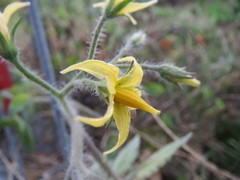 Solanum lycopersicum cerasiforme